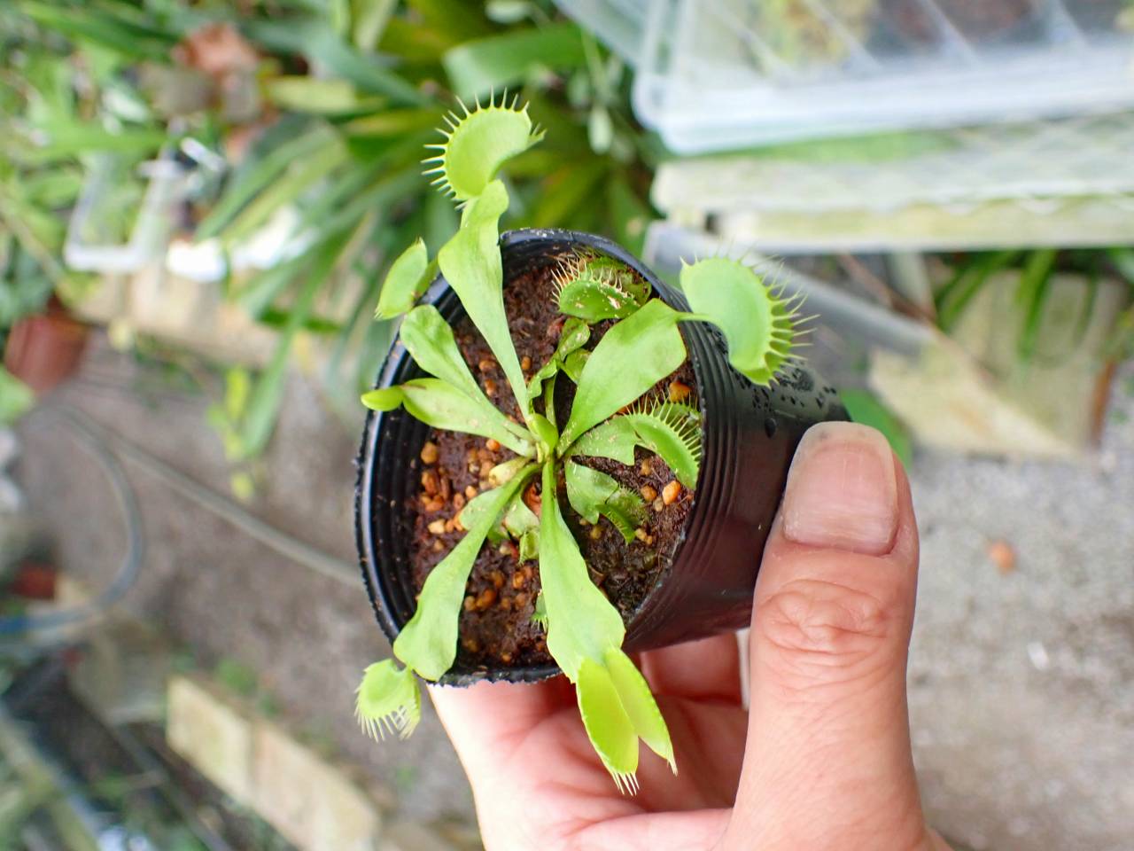 Y901 3-2 Dionaea muscipula B52 Y's Lab - Y's Exotics （山田食虫