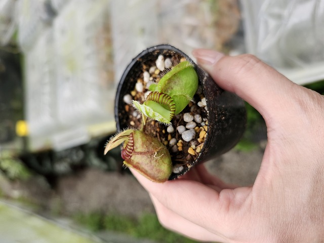 Y966 1-1 Cephalotus folliculoaris `Big Boy' Cedric - Y's Exotics