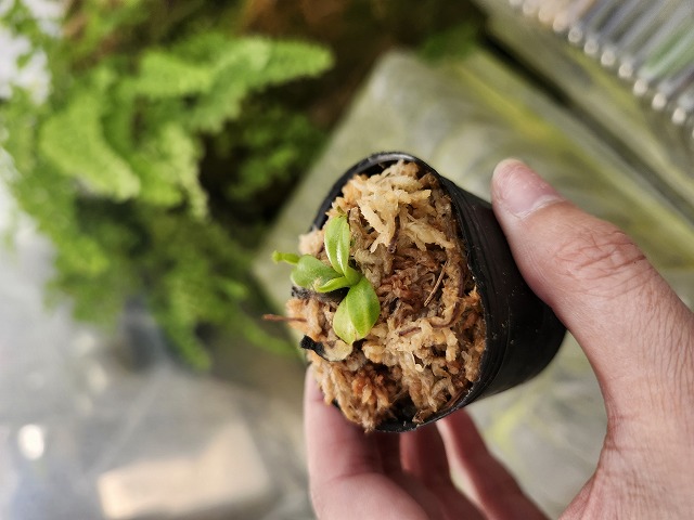 その他観葉植物 N. macrophylla Clone 11, trusmadi BCP Nepenthes