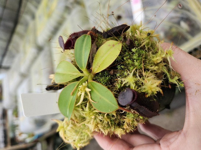 J549 1-3 N. rajah x lowii #NNN | Y's Exotics （山田食虫植物