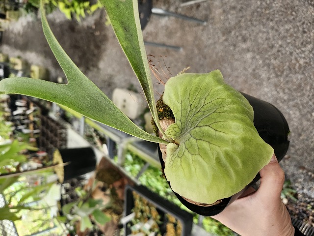 G699 3-2 Platycerium Dawboy THW - Y's Exotics （山田食虫植物農園）
