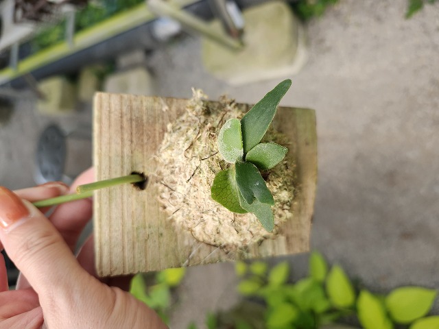 G628 3-1 Platycerium willinckii `JennY' TC - Y's Exotics （山田食