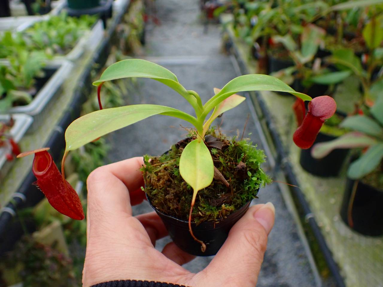 R153 5-1 #BBB N. ventricosa madja-as x rajah #NNN - Y's Exotics