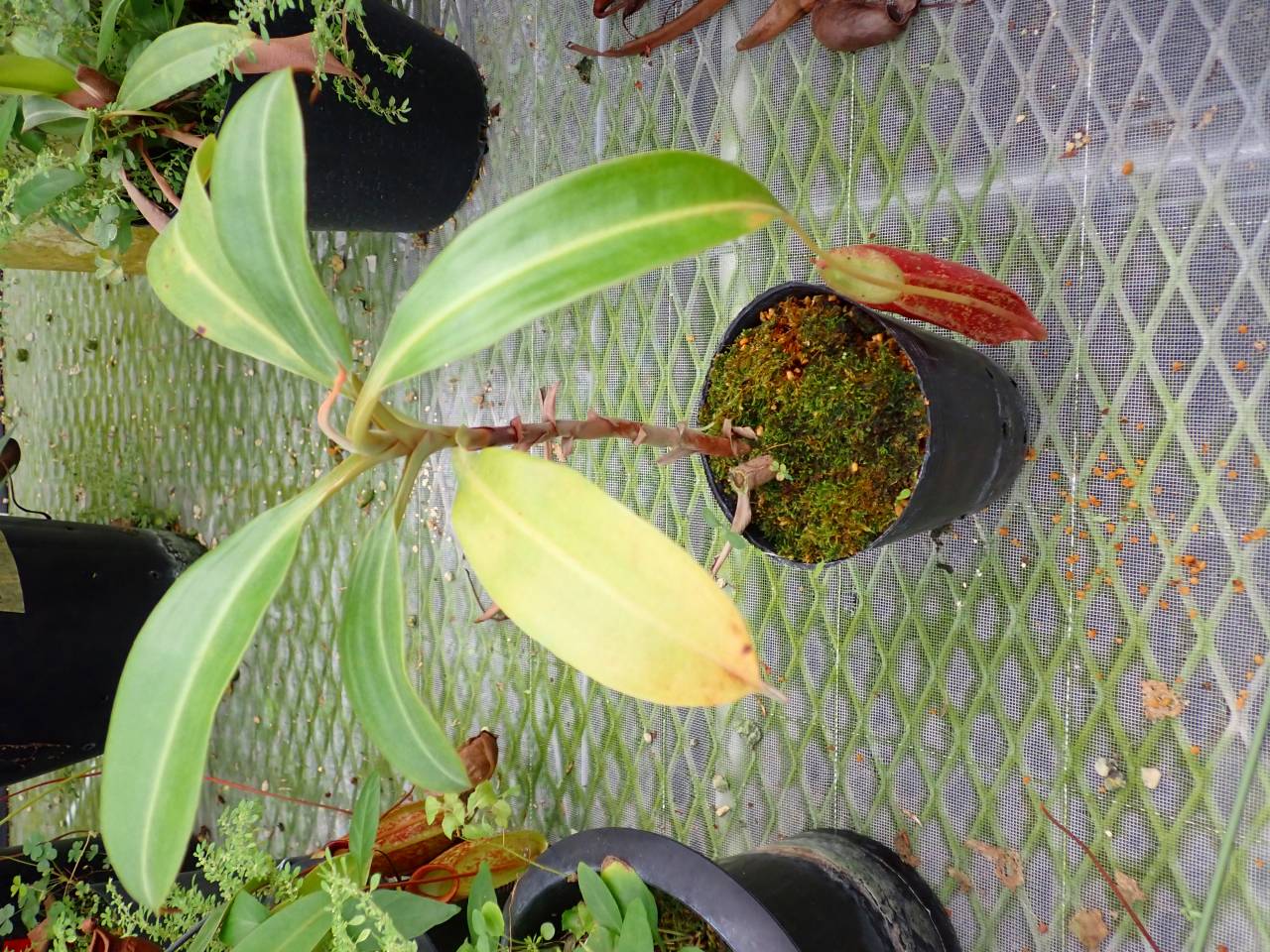 東南アジア又は中国南部　水差し ケンディ 2011年のタイ大洪水の経験から学ぶ、サプライチェーン寸断への備えとは