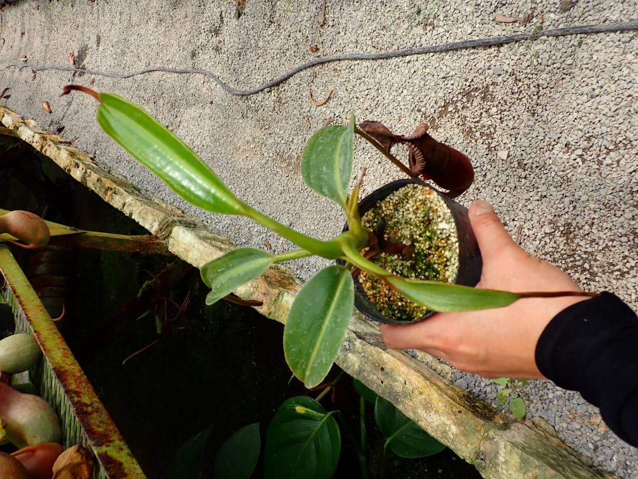 E574 1-2 N. xtrusmadiensis EP - Y's Exotics （山田食虫植物農園）