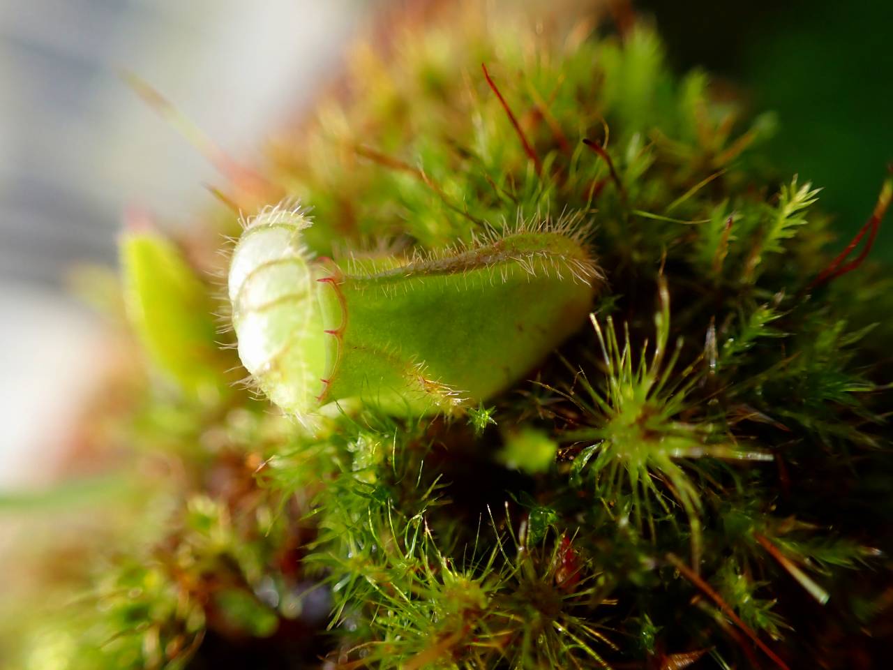 R648 1-1 #BBB Cephalotus follocularis seedling of Hummer's of