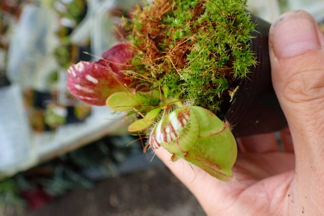 P097 1-1 Cephalotus follicularis `Big Boy' Cedric | Y's
