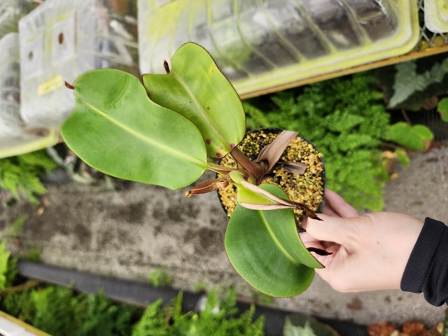 J619 1-4 N. veitchii H/L Murud x macrophylla - Y's Exotics （山田