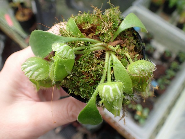 E576 1-1 Cephalotus follicularis seedling of Hummer's Giant 01 BCP