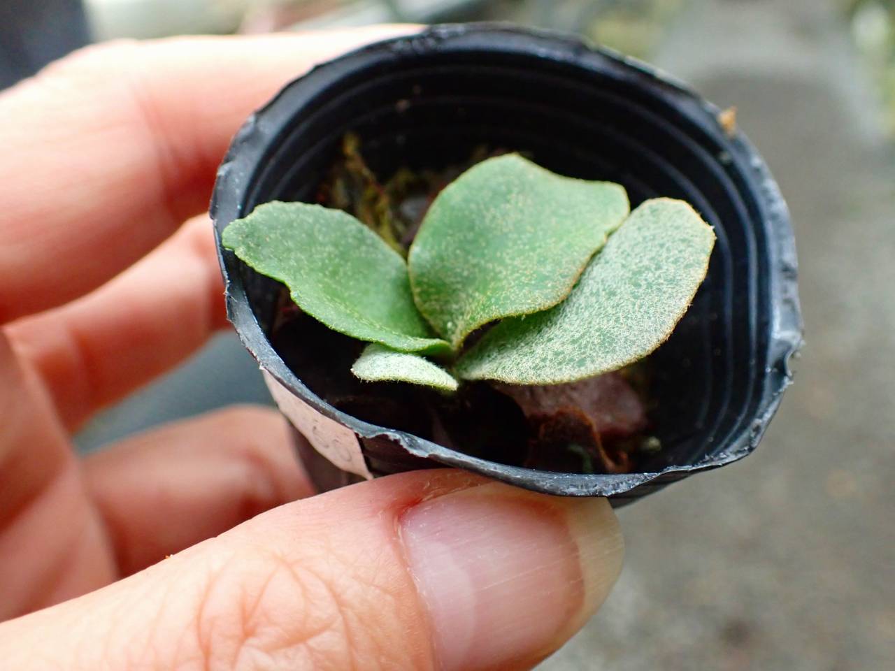 O144 3-1 Platycerium willinckii `Jenny' TC 台湾 - Y's Exotics