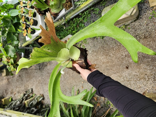 Y075 3-3 Platycerium willinckii Mt. Semeru wild - Y's Exotics