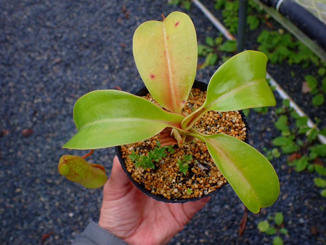 R569 5-3 N. (campanulata x sibuyanensis)-very squat x truncata