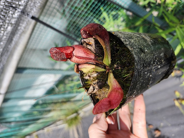 Y986 S. purpurea ssp. venosa (伊勢花菖蒲園 選別丸形株 No.55