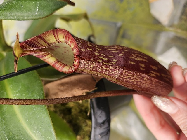 G317 1-4 N. spectabilis giant x edwardsiana #NNN - Y's Exotics
