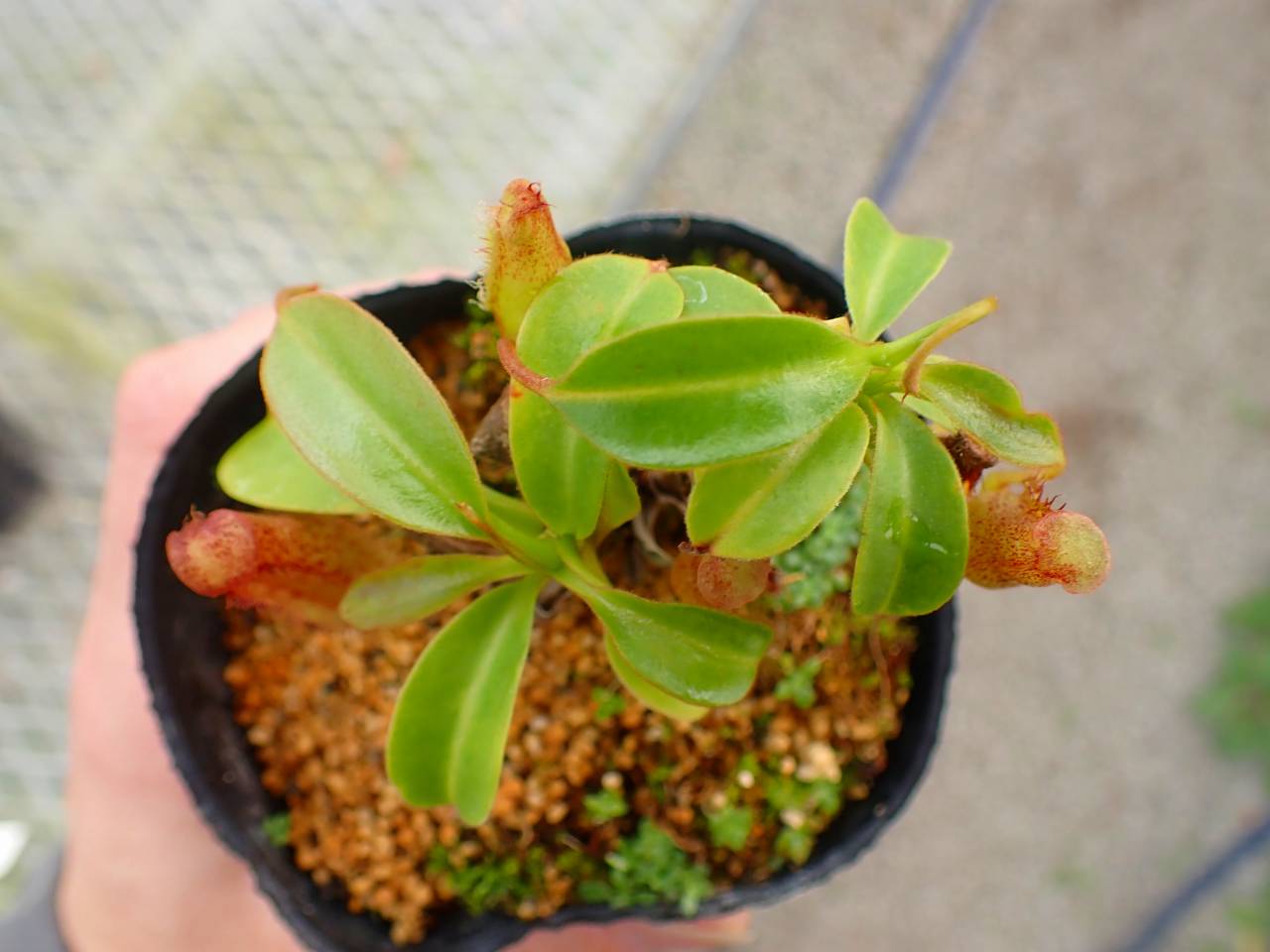 P291 4-1 N. Kihachijo 一正園 - Y's Exotics （山田食虫植物農園）