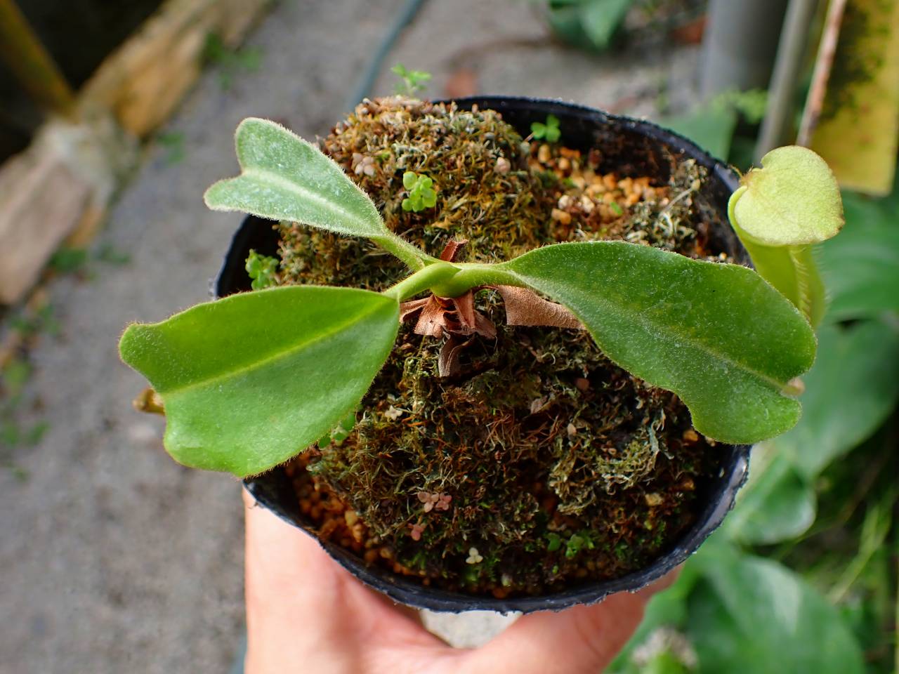 Y302 1-1 N. maxima wavy stem x maxima (d) Sulawesi green Y's - Y's