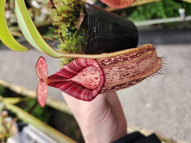 食虫植物N. villosa Tambuyukon x robcamtleyi J601 1-3 N. villosa