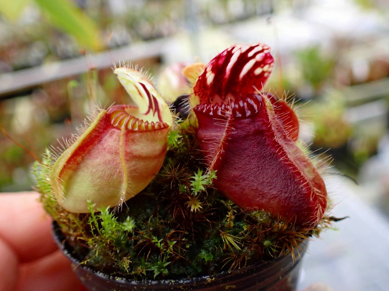 Y970 1-1 Cephalotus follicularis seedling of Hummer's Giant [BCP