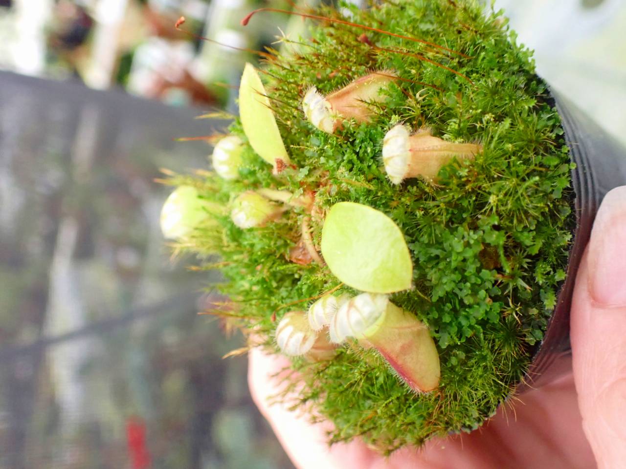 Y932 1-1 Cephalotus follicularis seedling of Hummer's Giant 02 BCP