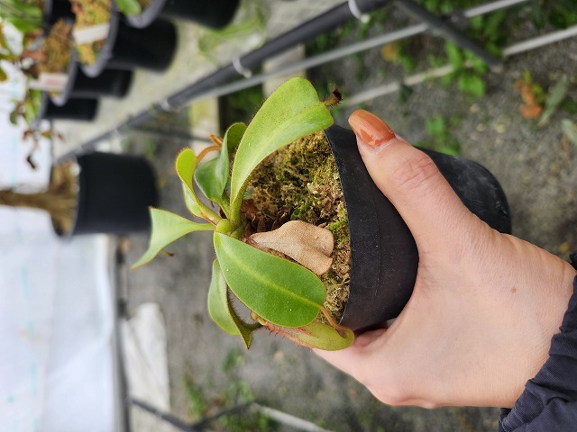 J534 5-1 #BBB N. veitchii H/L (h) EP - Y's Exotics （山田食虫植物