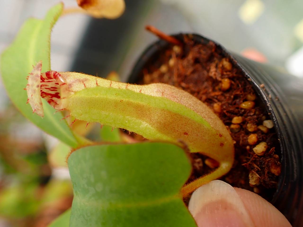 R580 5-1 [YA-170] N. clipeata Nep Garadner Y's Lab - Y's Exotics