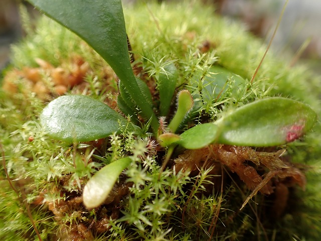 E544 1-1 Cephalotus follicularis clone2 YG - Y's Exotics （山田食