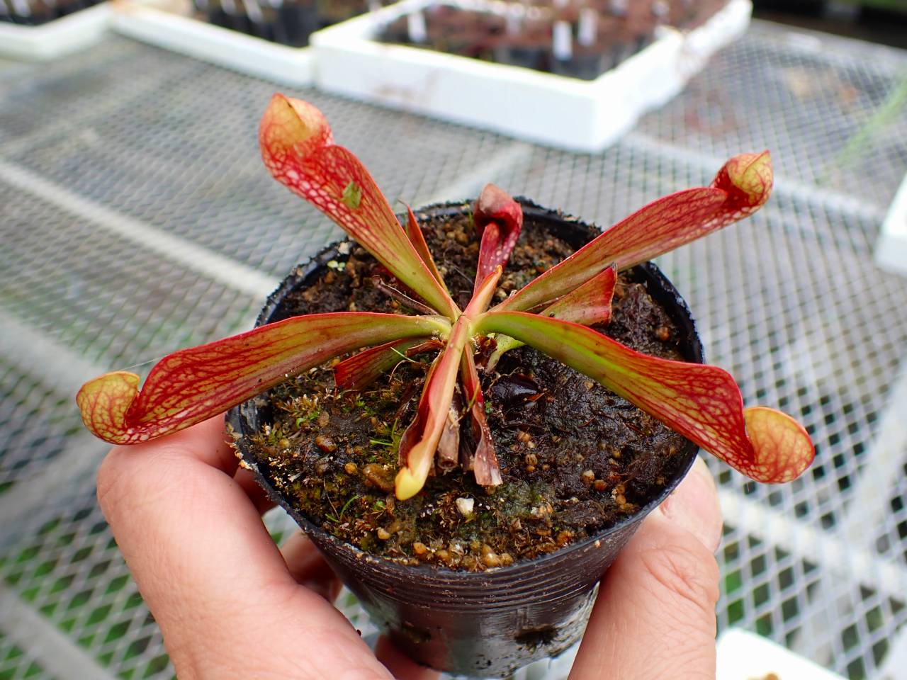 G070 4-1 S. psittacina var. okefenokeensis, Liberty Co, very large