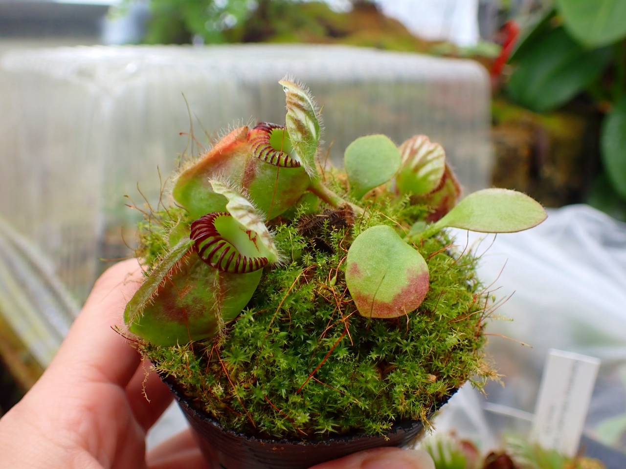 セファロタス \"Big boy\" S*D様 セファロタス ビッグボーイ 食虫植物 鈴*通様 セファロタス フォリ