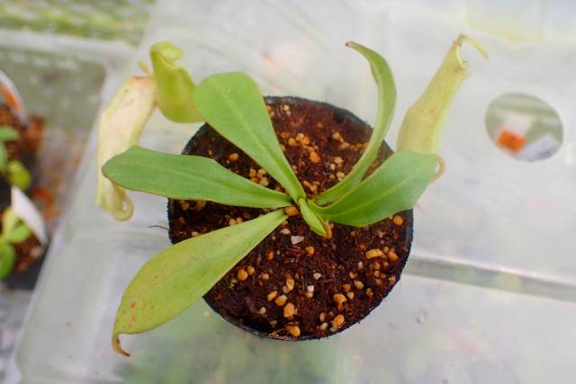 J229 5-1 N. sumatrana Y's Lab | Y's Exotics （山田食虫植物農園）