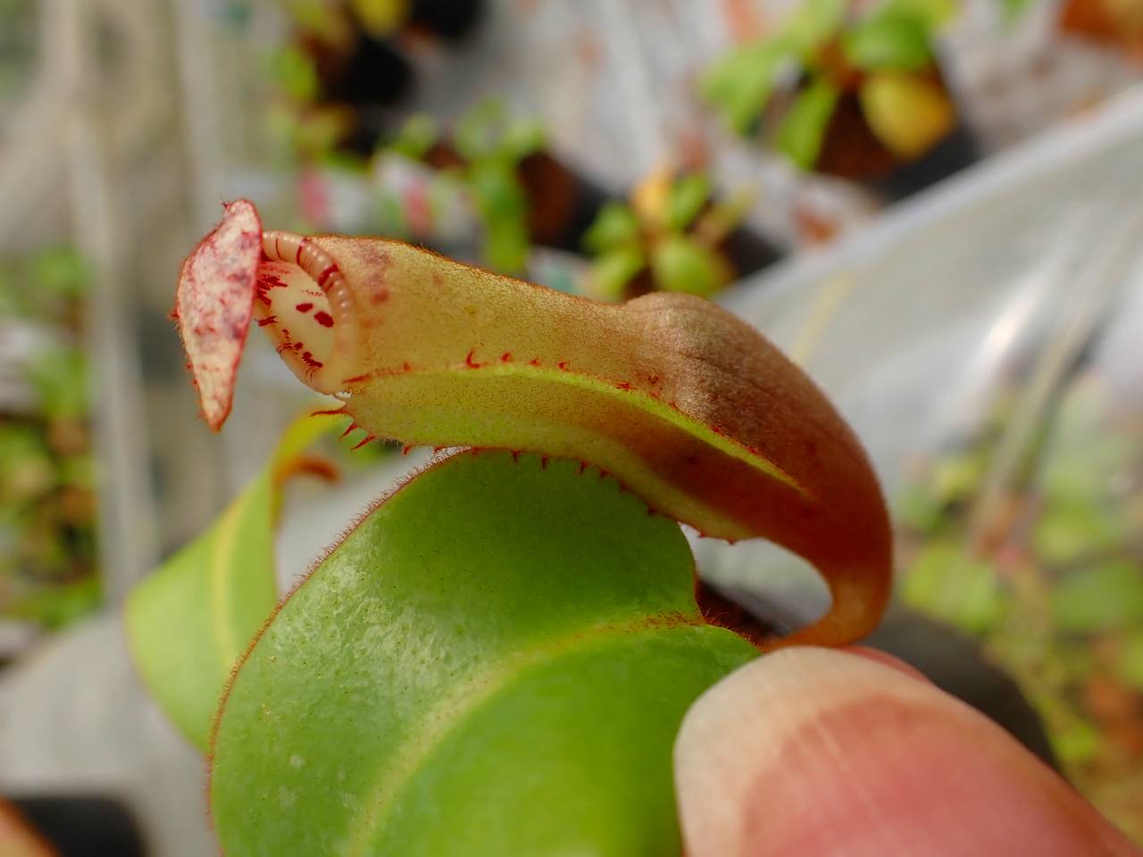 R363 5-1 [YA-170] N. clipeata Nep Garadner Y's Lab - Y's Exotics