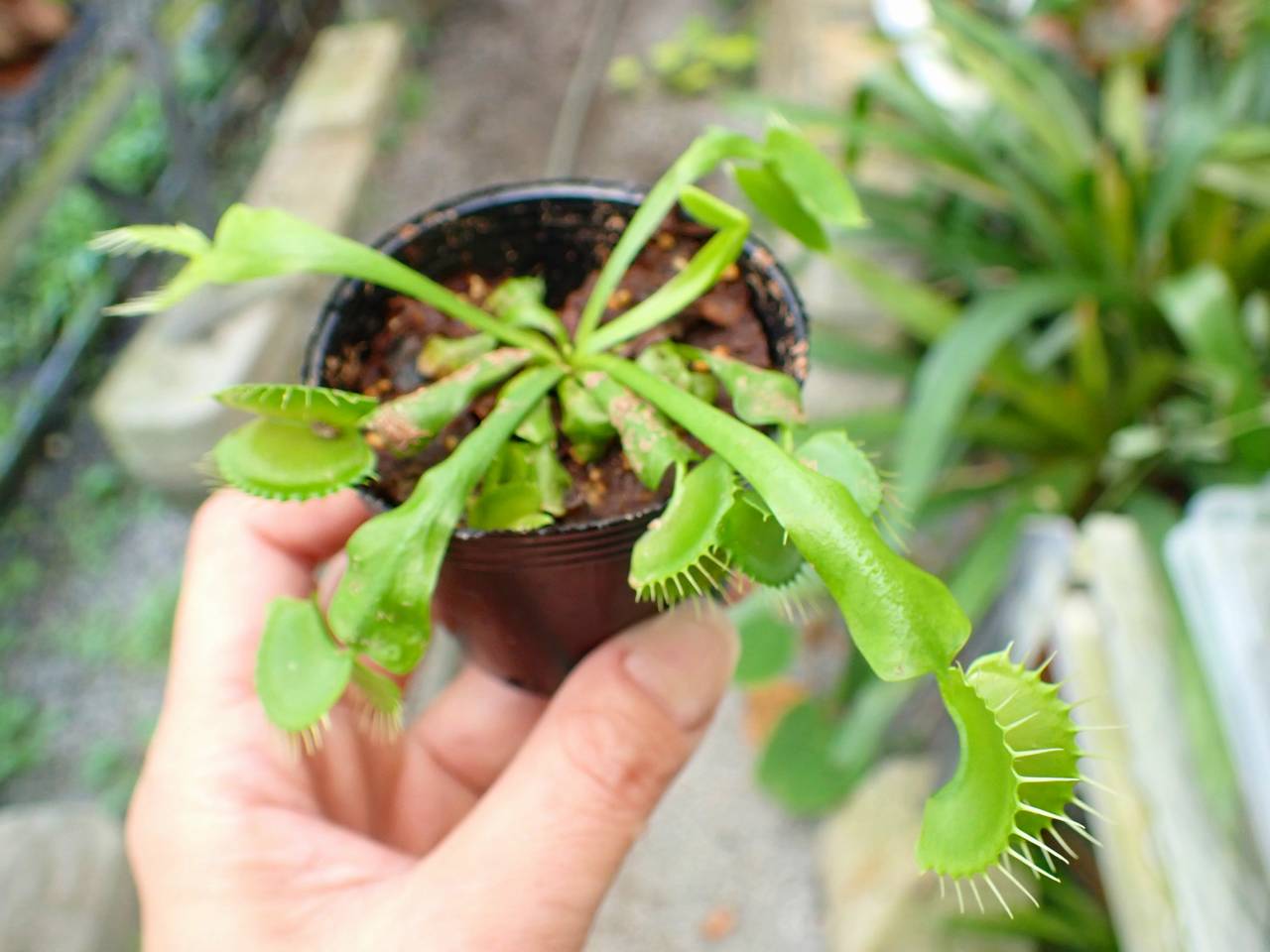 Y705 3-2 Dionaea muscipula B52 Y's Lab - Y's Exotics （山田食虫