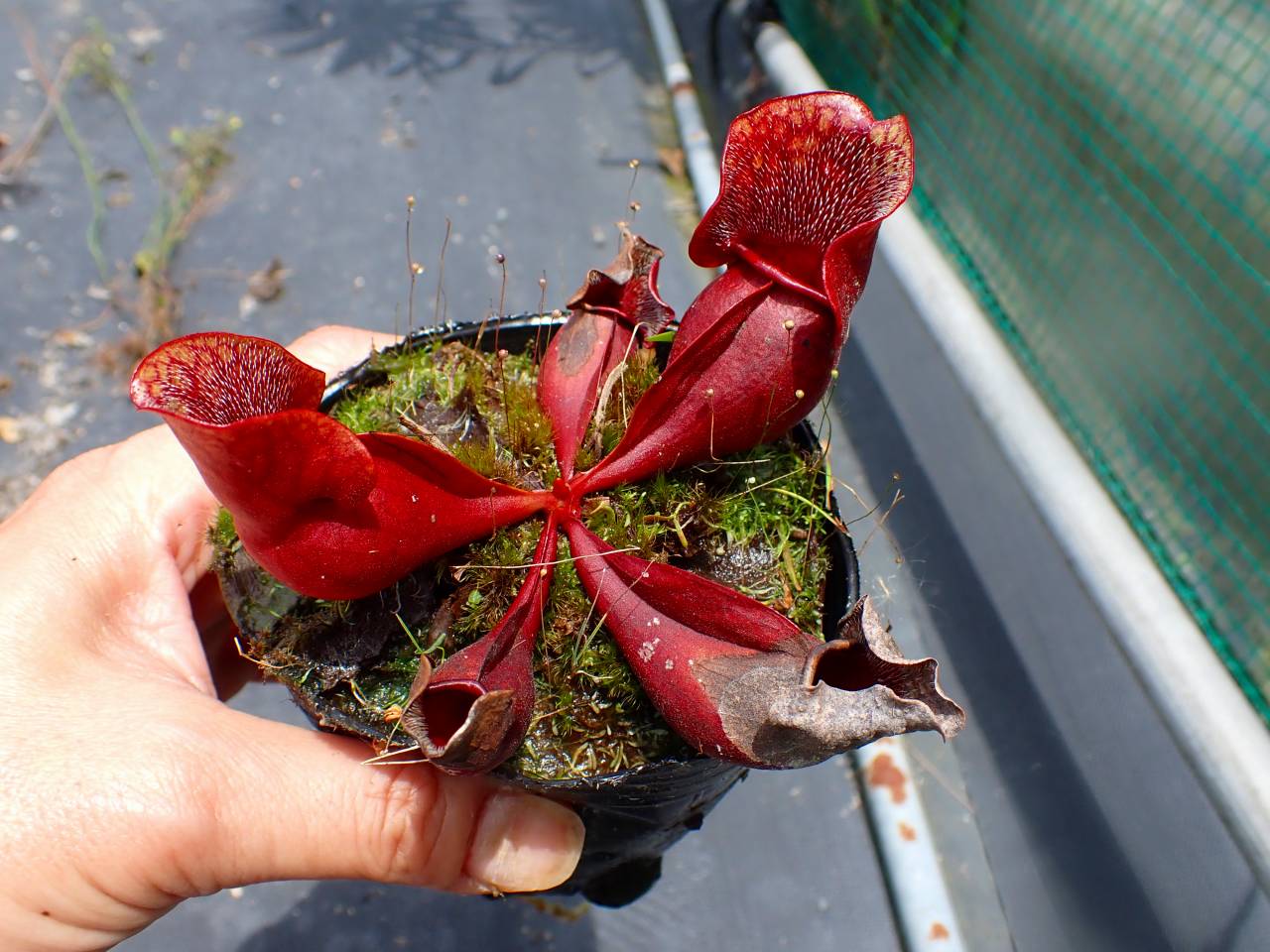 R587 S. purpurea ssp. venosa (伊勢花菖蒲園選別丸形株 No.80) MS