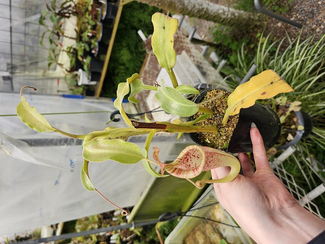 ハルモニア　レリーフ　2枚 P607 1-2 N. maxima wavy leaf (seedling) Y's - Y's Exotics （山田食