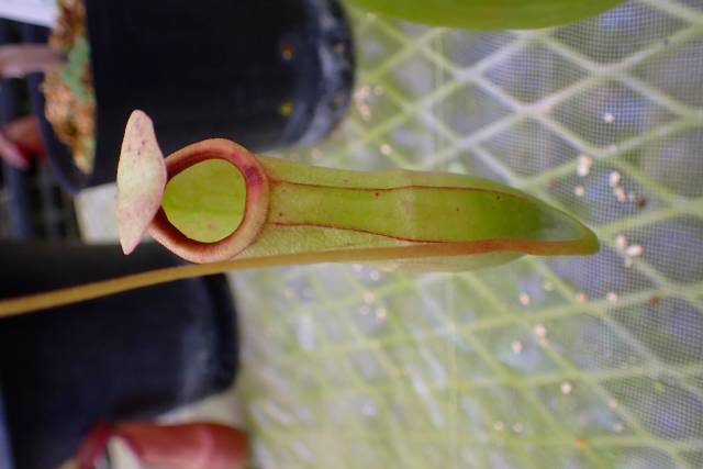 R414 4-2 #BBB N. viking(kuraburi) x viking | Y's Exotics