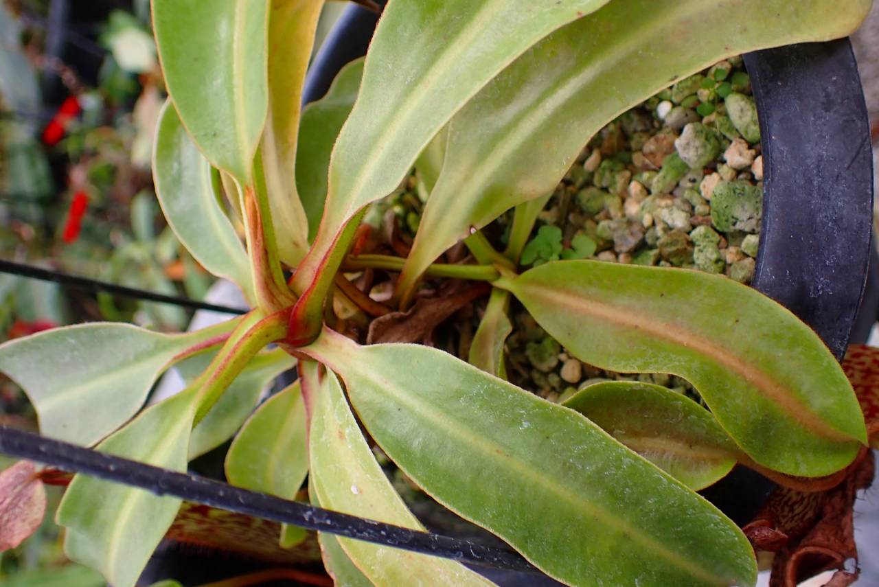 G887 1-2 N. Wittei 一正園 - Y's Exotics （山田食虫植物農園）
