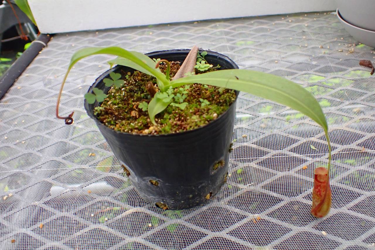 パピルス　ネフェルタリ G087 5-3 #BBB N. ventricosa x maxima 一正園 | Y's Exotics