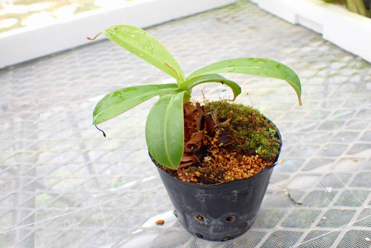 G536 5-3 #BBB N. (ventricosa x sibuyanensis) x northiana