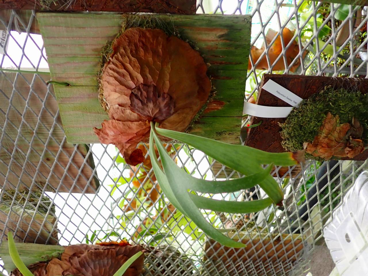 Y973 3-2 Platycerium Dawboy THW - Y's Exotics （山田食虫植物農園）