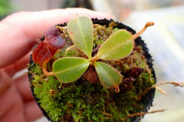 希少ブローチハムシ最大種！　Physonota dilatata.? まるでブローチのような昆虫！中南米に生息する「ブローチハムシ