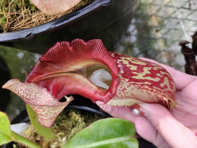 R473 1-4 N. maxima dark x veitchii -Bario squat red striped