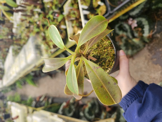 Y920 1-4 N. zakuriana WP - Y's Exotics （山田食虫植物農園）