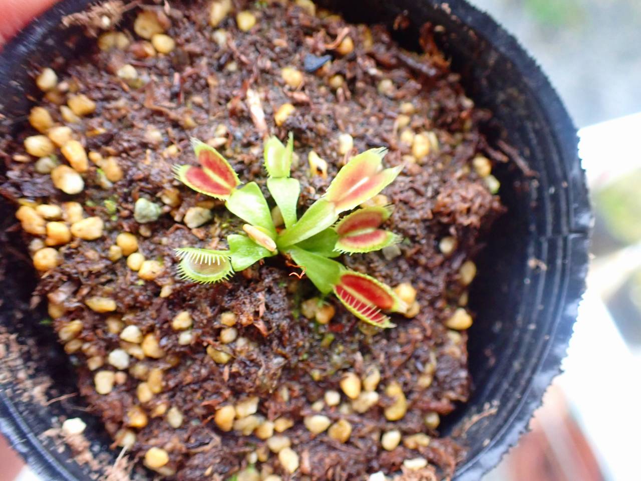 R182 5-2 Dionaea muscipula `BCP clone aka G16 Slack Gianat' [BCP