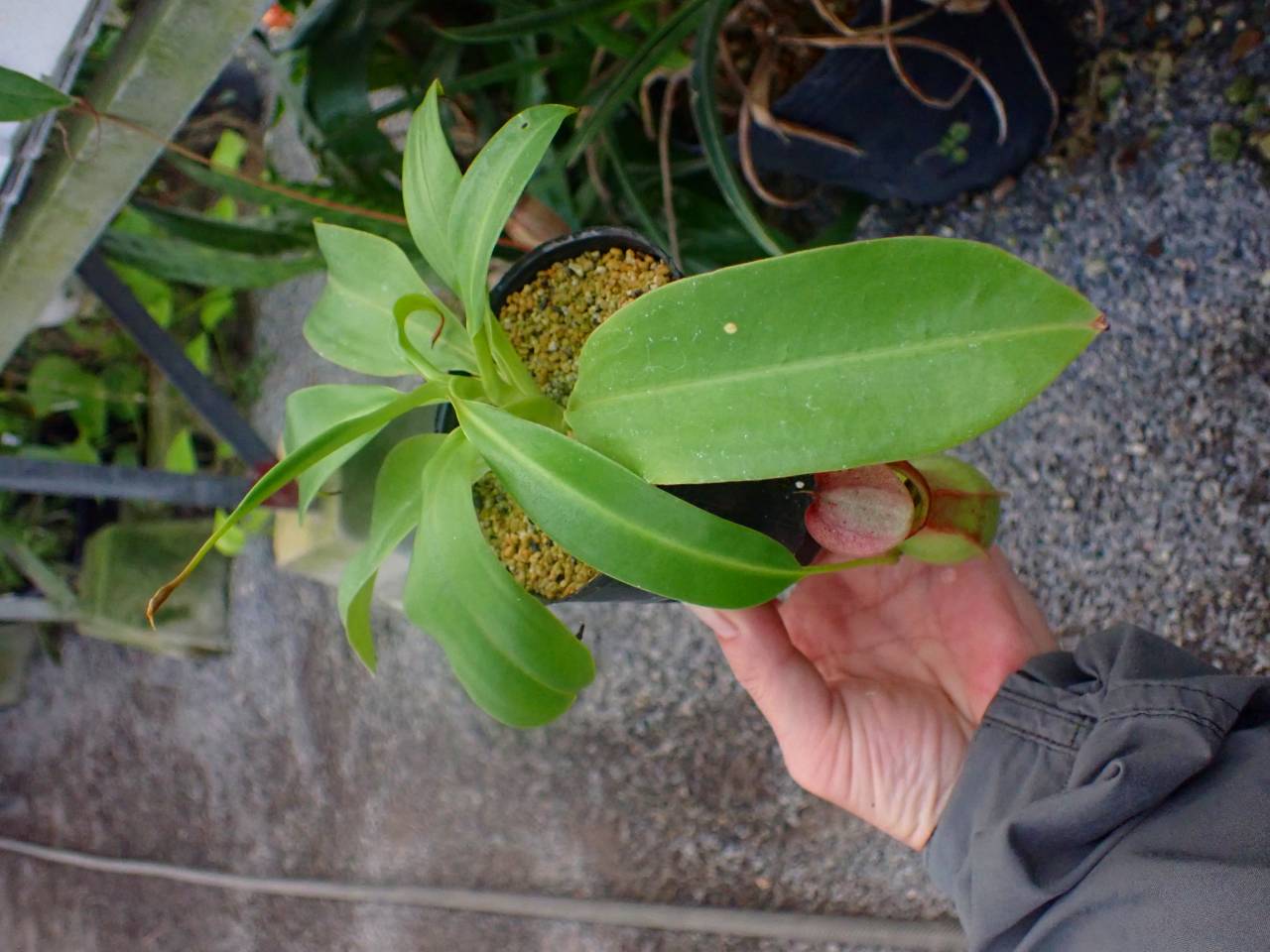 R298 3-2 N. alata (f) EP - Y's Exotics （山田食虫植物農園）