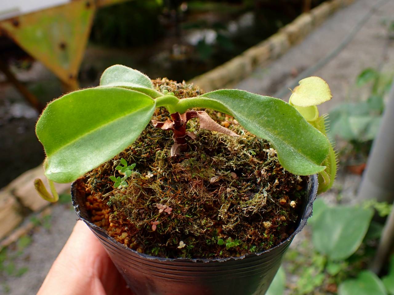 親株　P. Stemaria 原種 Y302 1-1 N. maxima wavy stem x maxima (d) Sulawesi green Y's - Y's