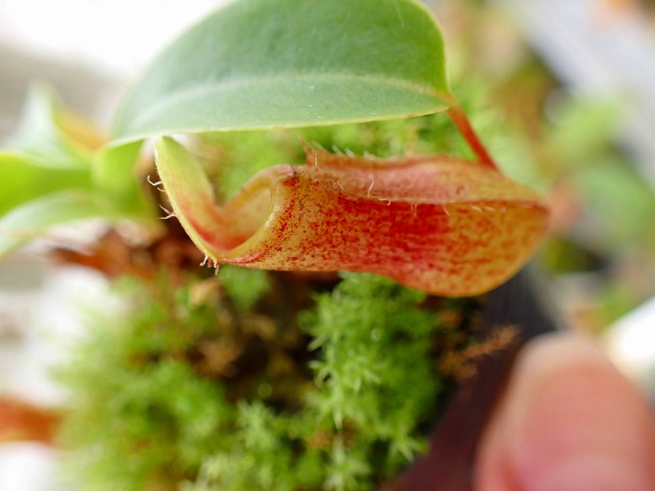 P986 5-1 N. ventriosa madja-as x rajah #NNN - Y's Exotics （山田食