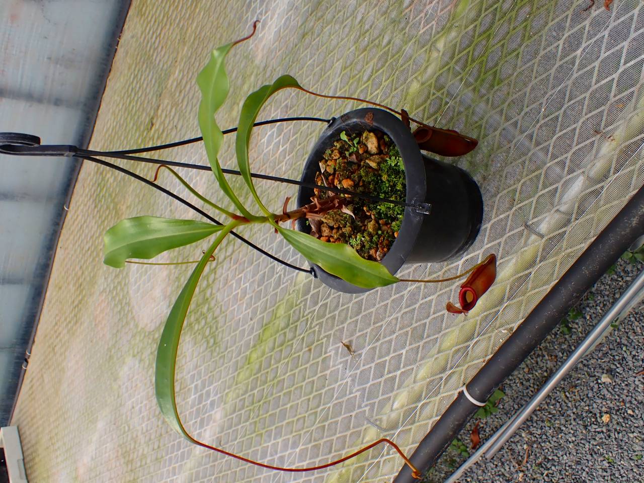 R294 5-3 N. viking-Big Pitcher x lowii Kinabalu Y's - Y's Exotics