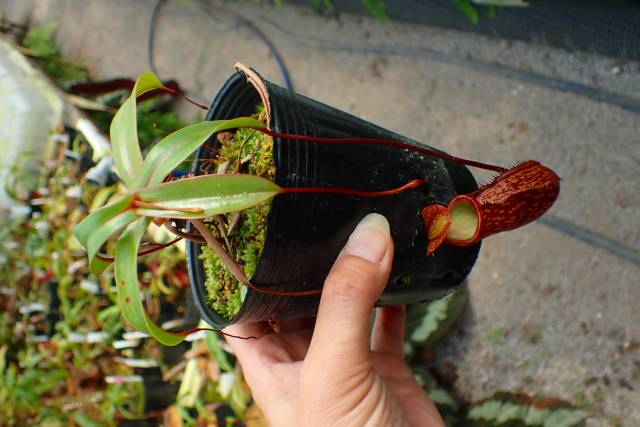 J560 1-2 N. bellii x macfarlanei EP | Y's Exotics （山田食虫