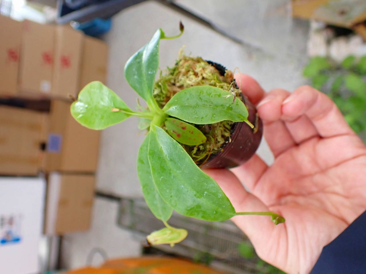 P292 1-2 N. (maxima x campanulata) x rajah #NNN - Y's Exotics