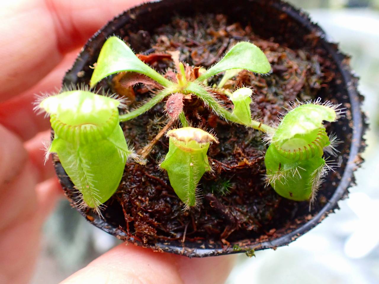O121 1-1 [YA-30] Cephalotus follicularis Giant Y's Lab - Y's