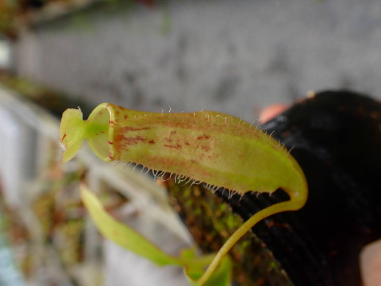 G992 5-1 N. sumatrana Y's Lab - Y's Exotics （山田食虫植物農園）